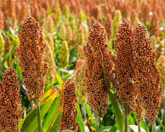 sorghum